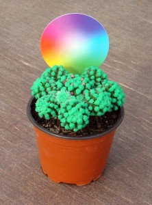 Cactus Zodiacolor Abril