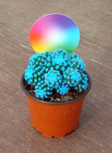 Cactus Zodiacolor Enero Cactus Zodiacolor Enero