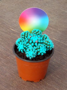 Cactus Zodiacolor Marzo Cactus Zodiacolor Marzo