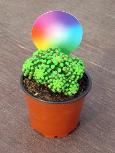 Cactus Zodiacolor Mayo